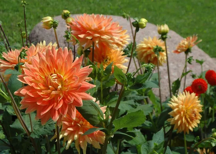 Majatek Gize Marczak * Olecko